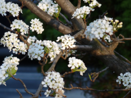Fall Flowers_2